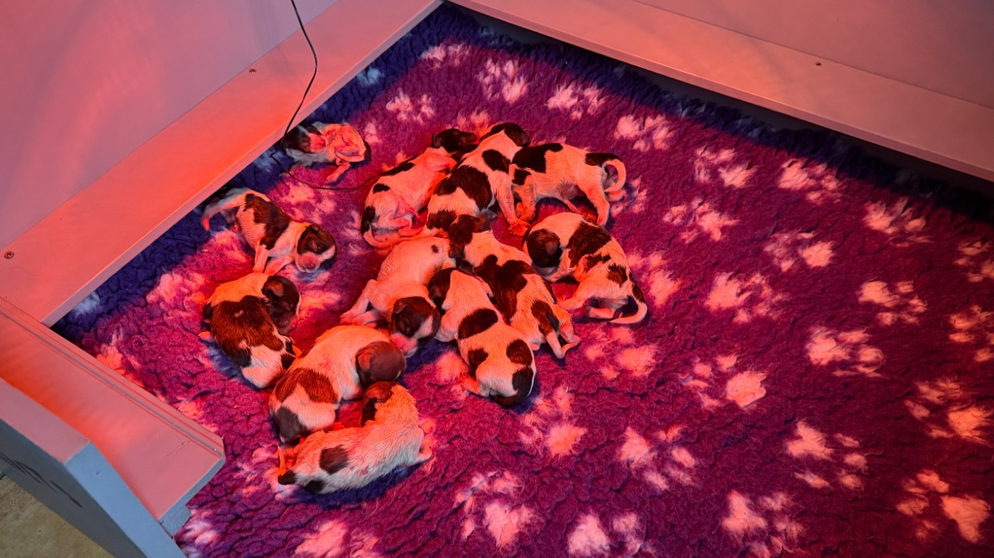 Les bébés sont nés le 6 mars 2026