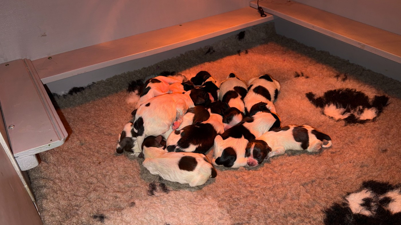 la tribu des farfadets 2026